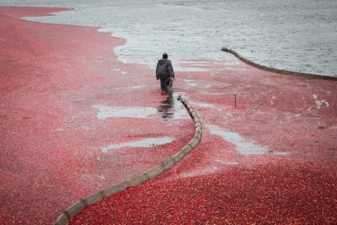 Море клюквы: как собирают ягоду на Полесье