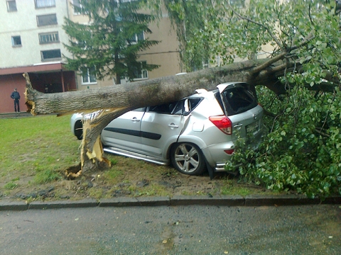 Стихия не проявила солидарность… В лидском дворе дерево упало на автомобиль